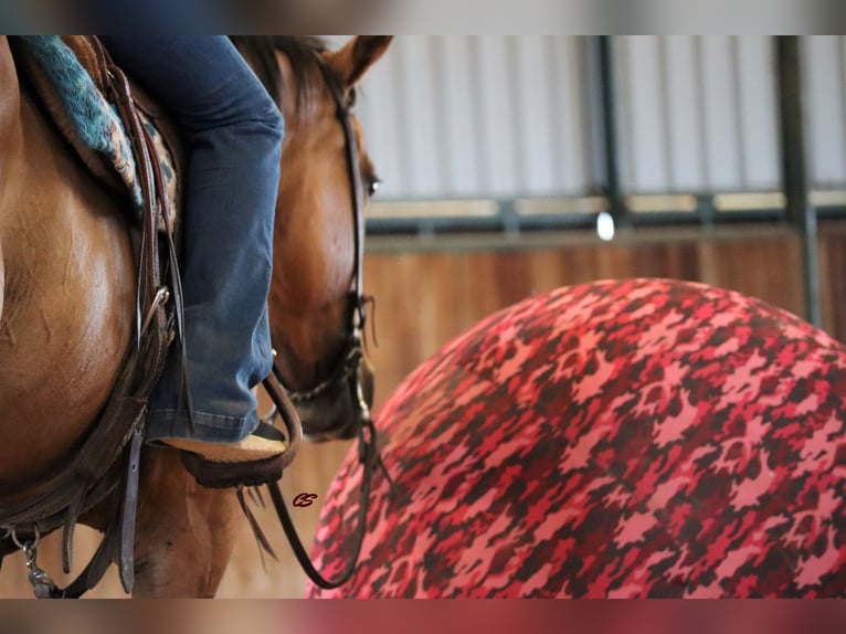 American Quarter Horse Castrone 9 Anni 147 cm Falbo in Jacksboro TX