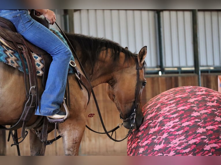 American Quarter Horse Castrone 9 Anni 147 cm Falbo in Jacksboro TX