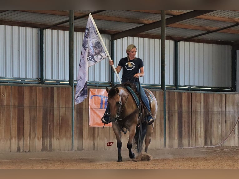 American Quarter Horse Castrone 9 Anni 147 cm Falbo in Jacksboro TX