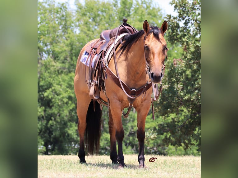 American Quarter Horse Castrone 9 Anni 147 cm Falbo in Jacksboro TX