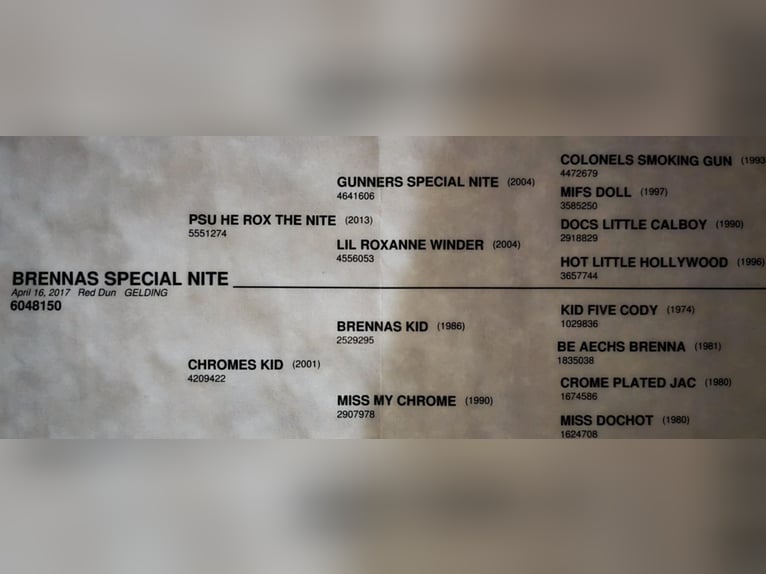 American Quarter Horse Castrone 9 Anni 147 cm Falbo in Weatherford TX