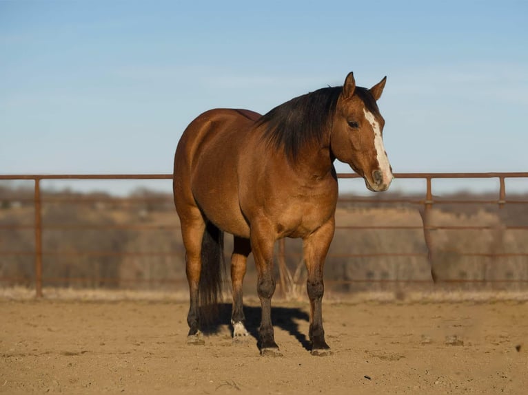 American Quarter Horse Castrone 9 Anni 147 cm Falbo in Princeton, MO