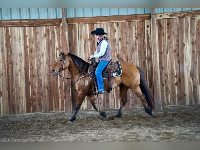 American Quarter Horse Castrone 9 Anni 147 cm Falbo in Valley Springs, SD