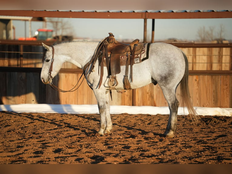 American Quarter Horse Castrone 9 Anni 147 cm Grigio in Amarillo, TX