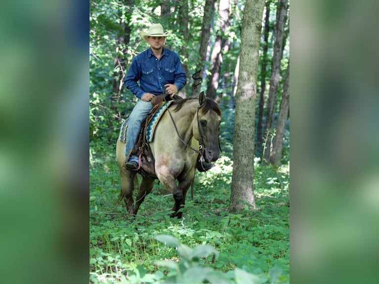 American Quarter Horse Castrone 9 Anni 147 cm Grullo in Hardinsburg IN