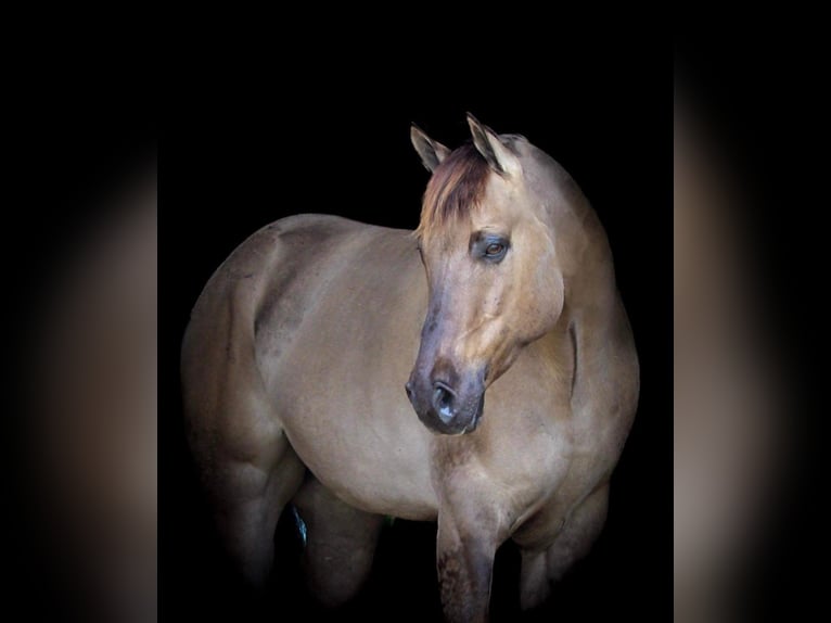 American Quarter Horse Castrone 9 Anni 147 cm Grullo in Hardinsburg IN