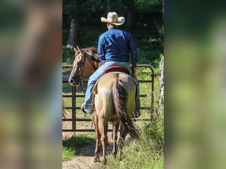 American Quarter Horse Castrone 9 Anni 147 cm Grullo in Hardinsburg IN