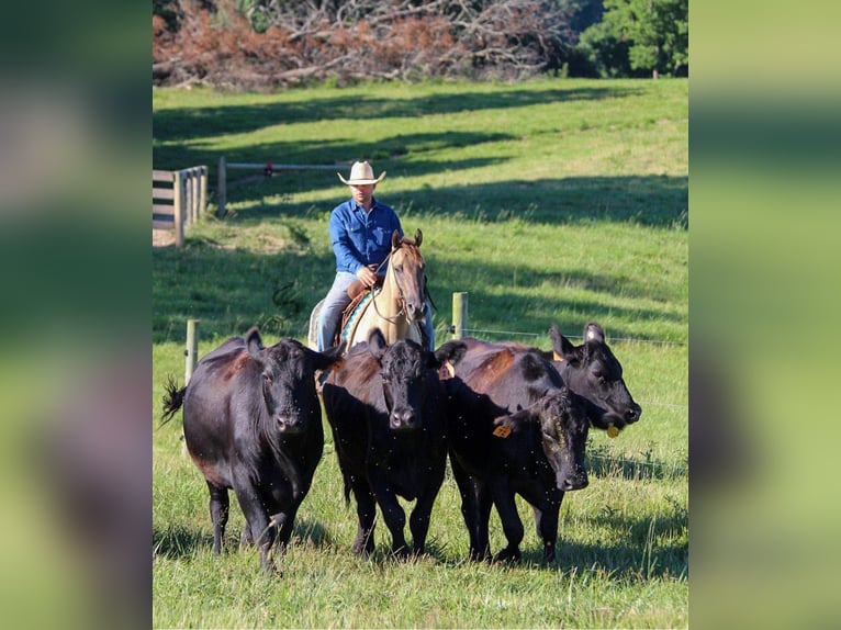 American Quarter Horse Castrone 9 Anni 147 cm Grullo in Hardinsburg IN