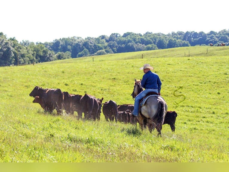 American Quarter Horse Castrone 9 Anni 147 cm Grullo in Hardinsburg IN