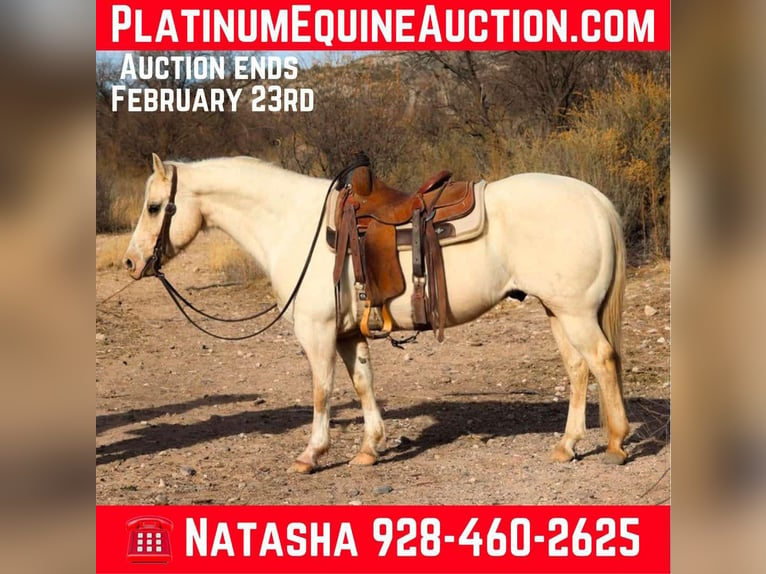 American Quarter Horse Castrone 9 Anni 147 cm Palomino in Camp Verde AZ