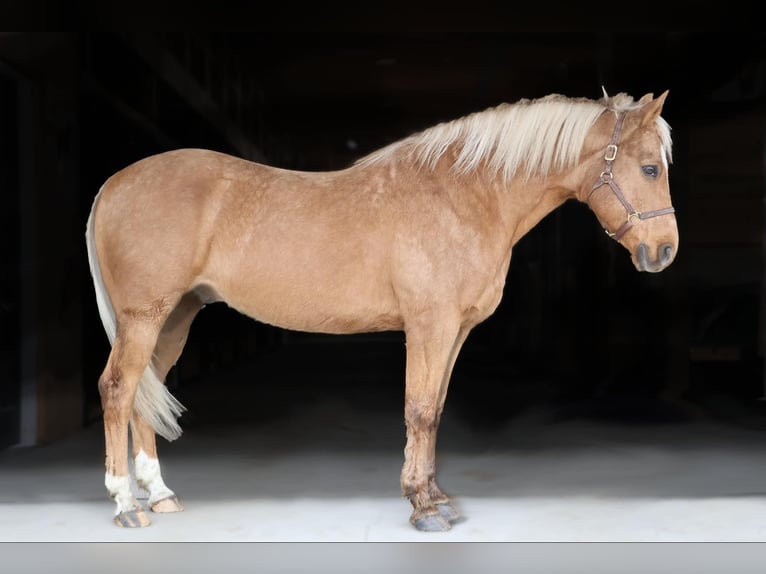 American Quarter Horse Castrone 9 Anni 147 cm Palomino in Howell, MI