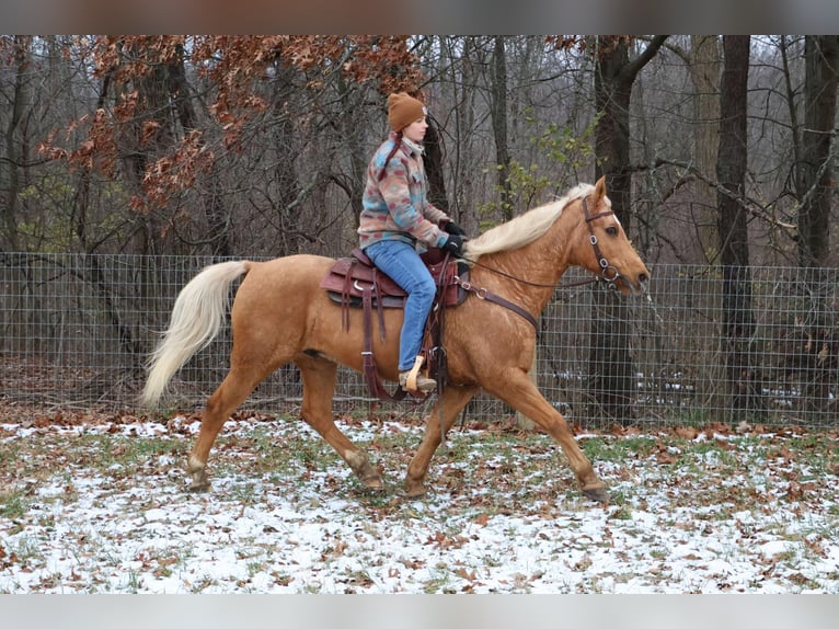 American Quarter Horse Castrone 9 Anni 147 cm Palomino in Howell, MI