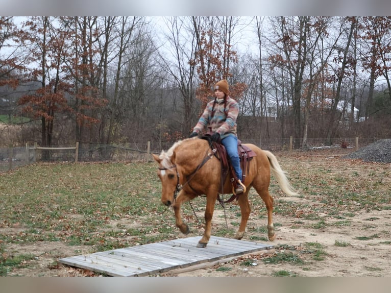 American Quarter Horse Castrone 9 Anni 147 cm Palomino in Howell, MI