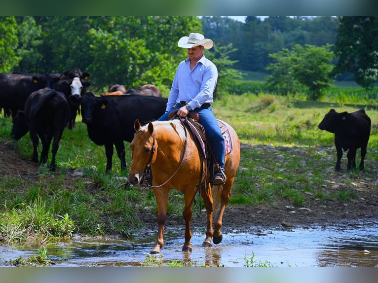 American Quarter Horse Castrone 9 Anni 147 cm Palomino in Wooster, OH