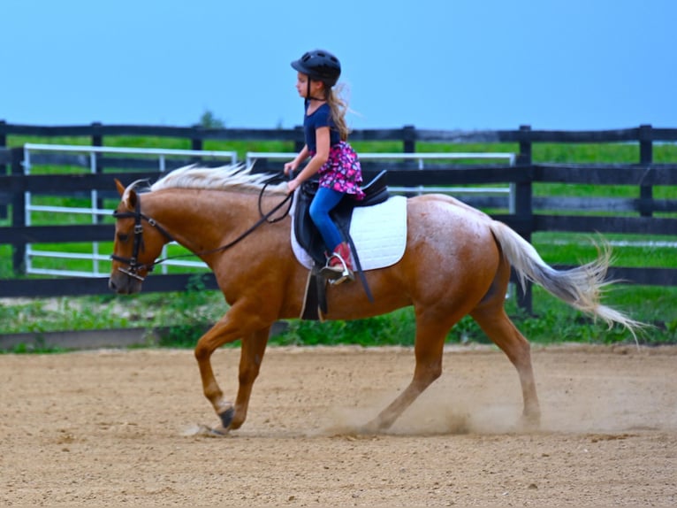 American Quarter Horse Castrone 9 Anni 147 cm Palomino in Wooster, OH