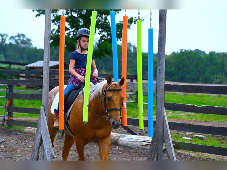 American Quarter Horse Castrone 9 Anni 147 cm Palomino in Wooster, OH