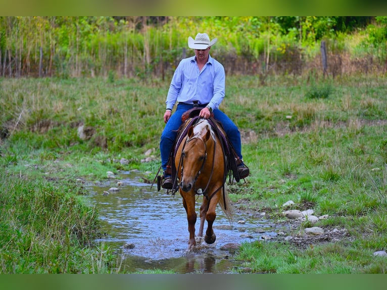 American Quarter Horse Castrone 9 Anni 147 cm Palomino in Wooster, OH