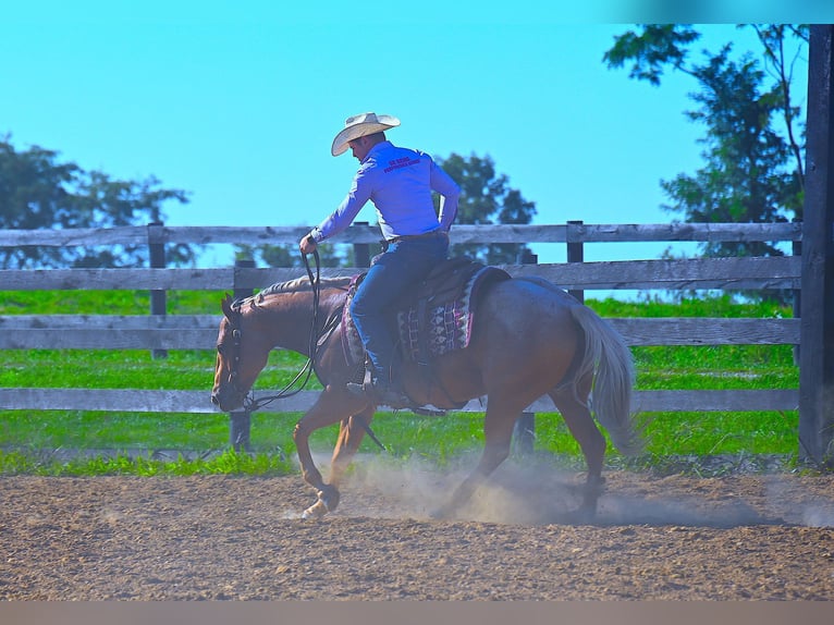 American Quarter Horse Castrone 9 Anni 147 cm Palomino in Wooster, OH