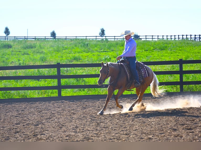 American Quarter Horse Castrone 9 Anni 147 cm Palomino in Wooster, OH