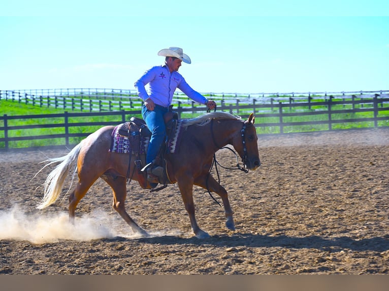 American Quarter Horse Castrone 9 Anni 147 cm Palomino in Wooster, OH