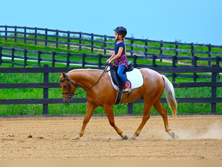 American Quarter Horse Castrone 9 Anni 147 cm Palomino in Wooster, OH