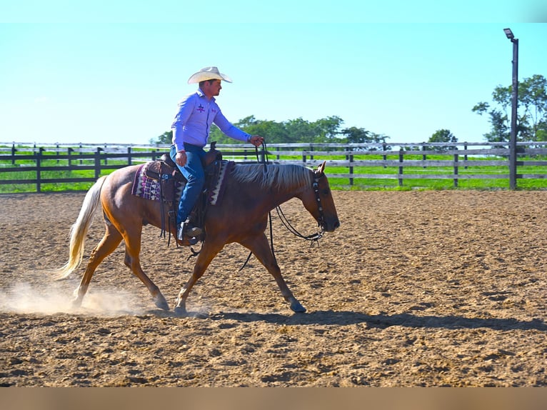 American Quarter Horse Castrone 9 Anni 147 cm Palomino in Wooster, OH