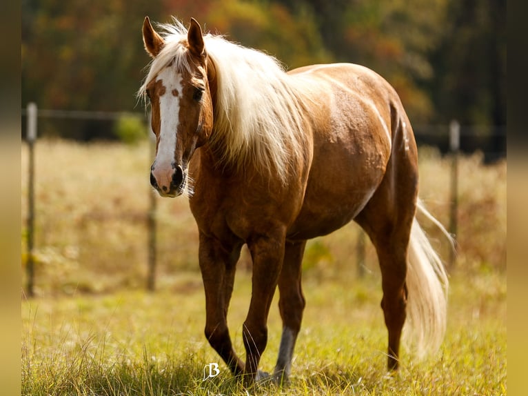 American Quarter Horse Castrone 9 Anni 147 cm Palomino in Troy