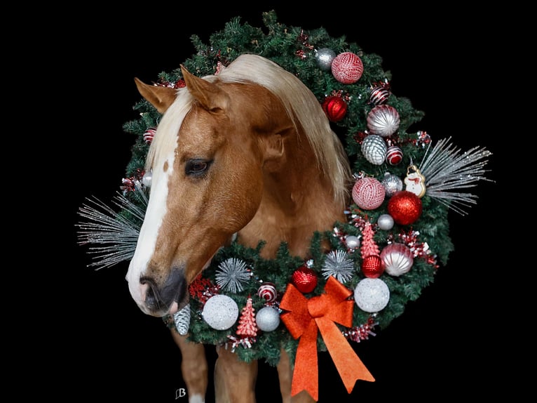 American Quarter Horse Castrone 9 Anni 147 cm Palomino in Troy