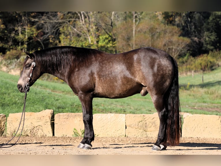 American Quarter Horse Mix Castrone 9 Anni 147 cm Pelle di daino in Millersburg