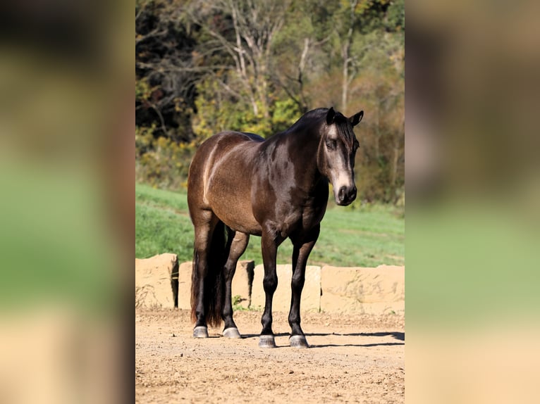 American Quarter Horse Mix Castrone 9 Anni 147 cm Pelle di daino in Millersburg