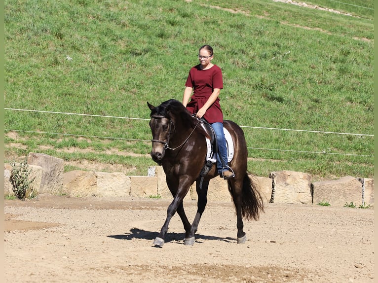 American Quarter Horse Mix Castrone 9 Anni 147 cm Pelle di daino in Millersburg