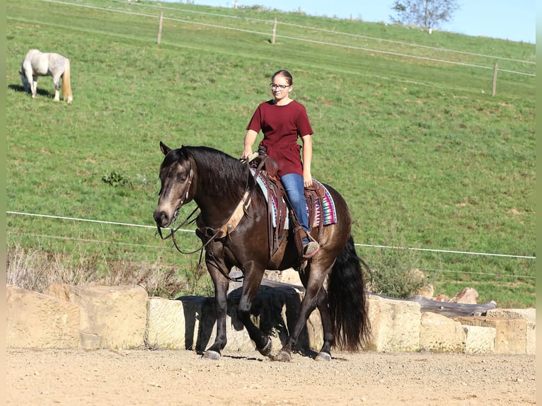 American Quarter Horse Mix Castrone 9 Anni 147 cm Pelle di daino in Millersburg