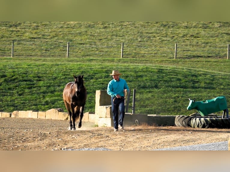 American Quarter Horse Mix Castrone 9 Anni 147 cm Pelle di daino in Millersburg