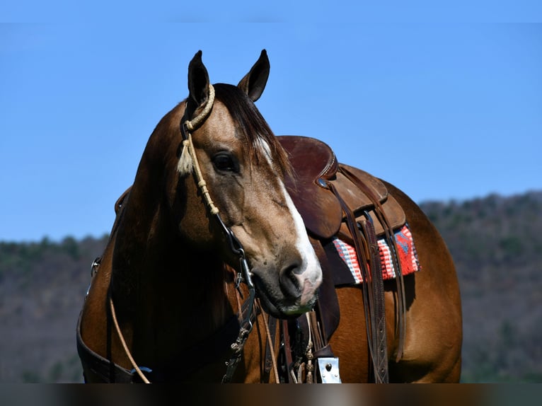 American Quarter Horse Castrone 9 Anni 147 cm Pelle di daino in Rebersburg