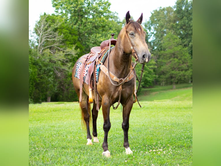 American Quarter Horse Castrone 9 Anni 147 cm Pelle di daino in Greenville KY