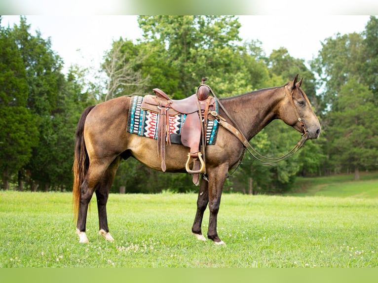 American Quarter Horse Castrone 9 Anni 147 cm Pelle di daino in Greenville KY