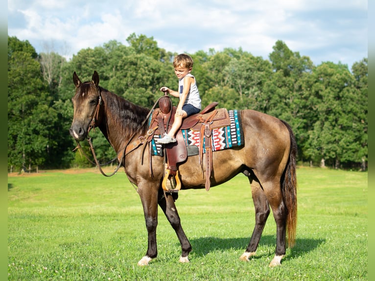 American Quarter Horse Castrone 9 Anni 147 cm Pelle di daino in Greenville KY