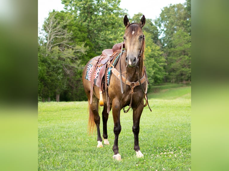 American Quarter Horse Castrone 9 Anni 147 cm Pelle di daino in Greenville KY