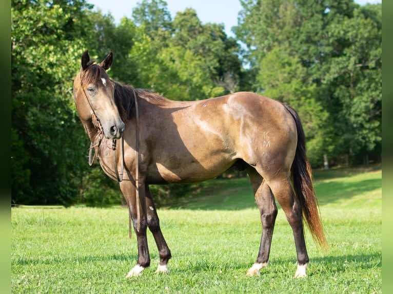 American Quarter Horse Castrone 9 Anni 147 cm Pelle di daino in Greenville KY