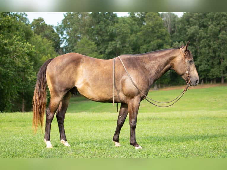 American Quarter Horse Castrone 9 Anni 147 cm Pelle di daino in Greenville KY