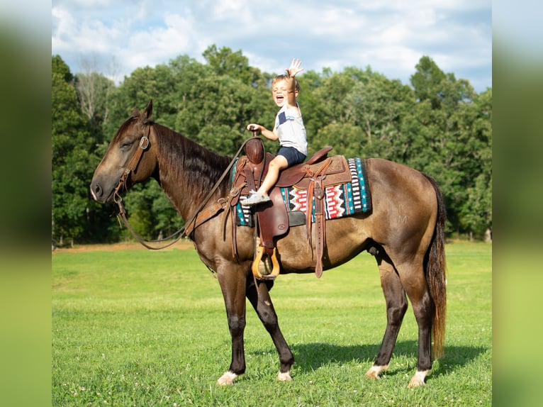 American Quarter Horse Castrone 9 Anni 147 cm Pelle di daino in Greenville KY