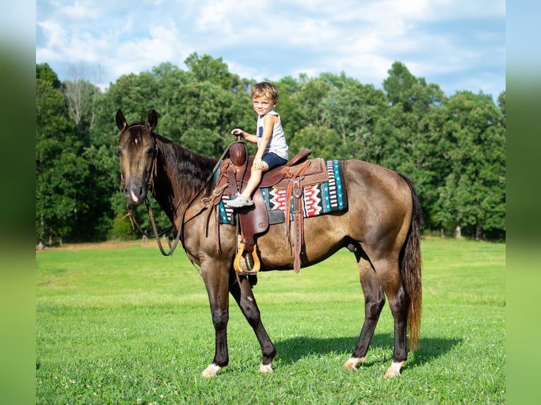 American Quarter Horse Castrone 9 Anni 147 cm Pelle di daino in Greenville KY