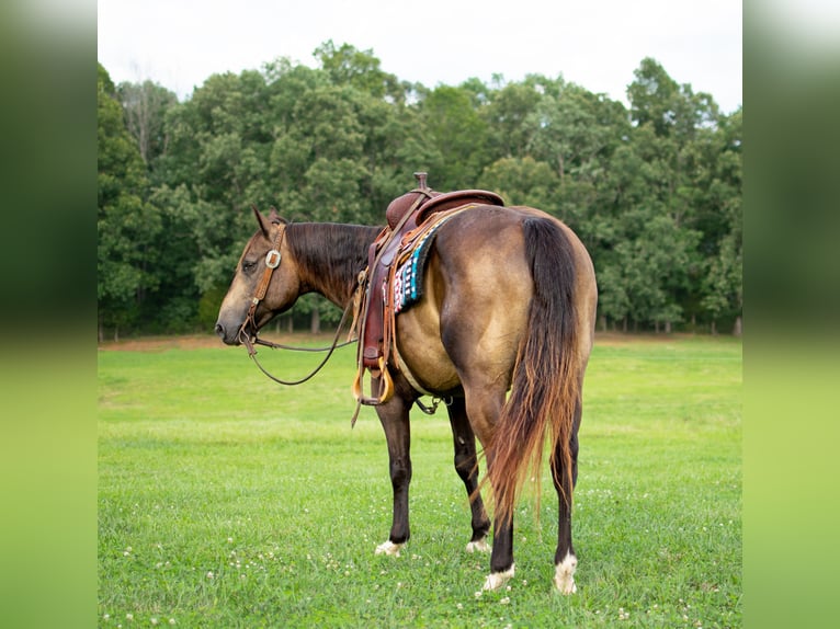 American Quarter Horse Castrone 9 Anni 147 cm Pelle di daino in Greenville KY