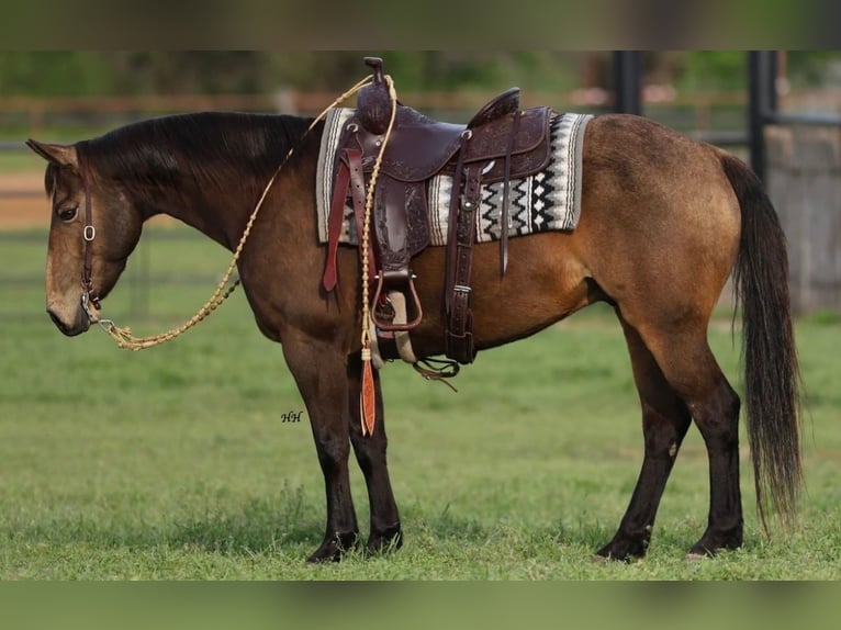 American Quarter Horse Castrone 9 Anni 147 cm Pelle di daino in Cherryville