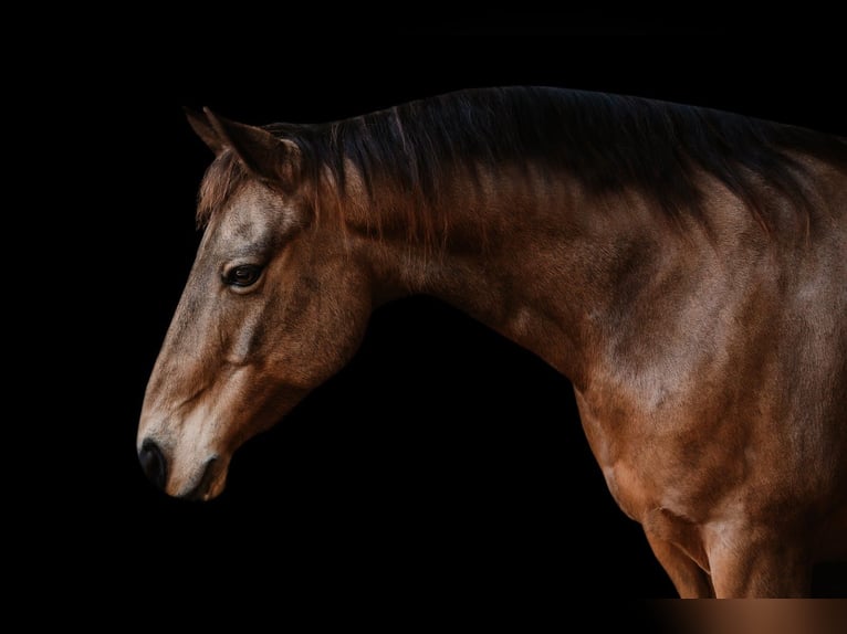 American Quarter Horse Castrone 9 Anni 147 cm Pelle di daino in Cherryville
