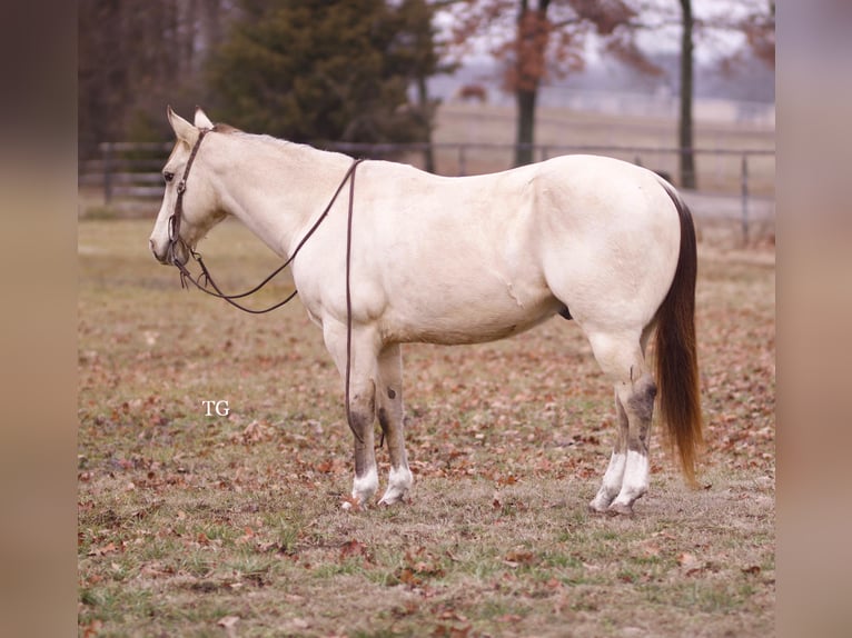 American Quarter Horse Castrone 9 Anni 147 cm Pelle di daino in Sallisaw