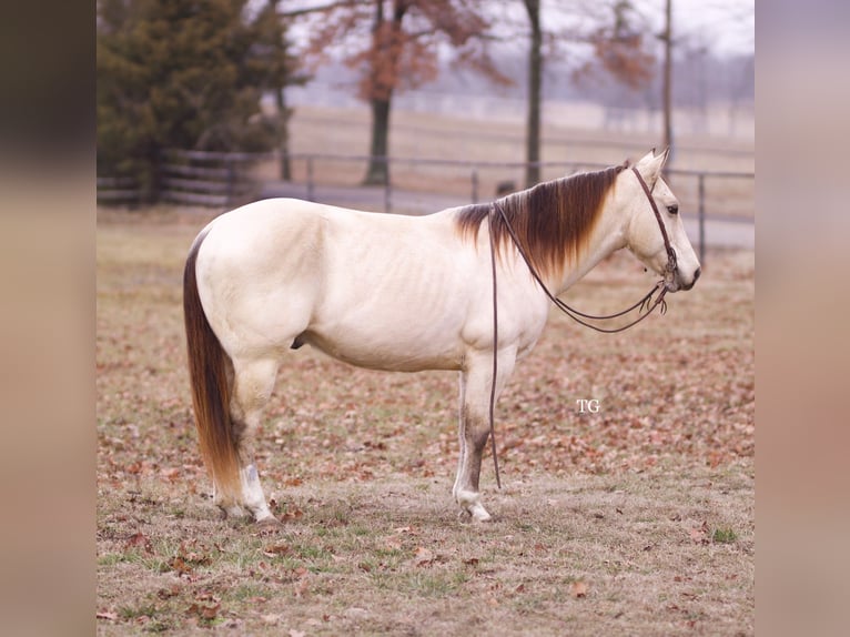 American Quarter Horse Castrone 9 Anni 147 cm Pelle di daino in Sallisaw