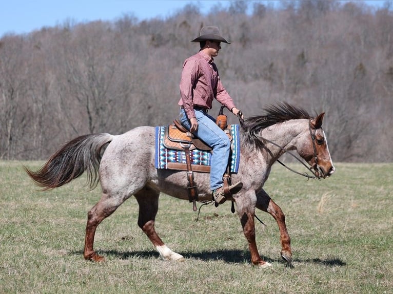 American Quarter Horse Castrone 9 Anni 147 cm Roano rosso in Brodhead KY