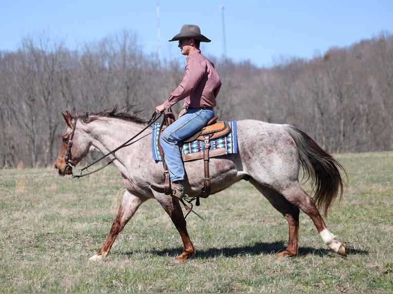 American Quarter Horse Castrone 9 Anni 147 cm Roano rosso in Brodhead KY