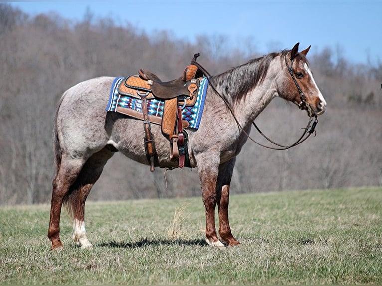 American Quarter Horse Castrone 9 Anni 147 cm Roano rosso in Brodhead KY